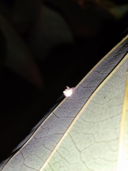 Mastophora leucacantha