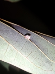 Mastophora leucacantha