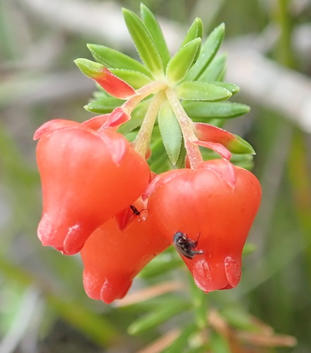 Image of Erica ardens by (c) Nicola van Berkel, some rights reserved (CC BY-SA)