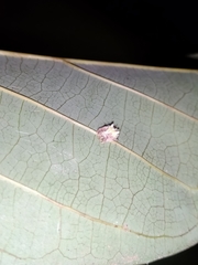 Mastophora leucacantha