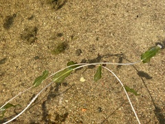 Potamogeton perfoliatus