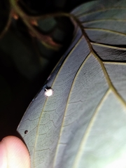 Mastophora leucacantha