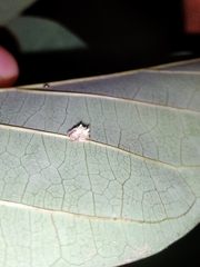 Mastophora leucacantha