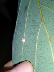 Mastophora leucacantha