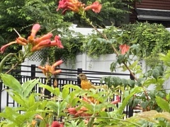 Icterus galbula