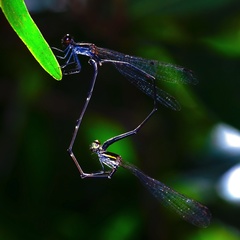 Prodasineura autumnalis