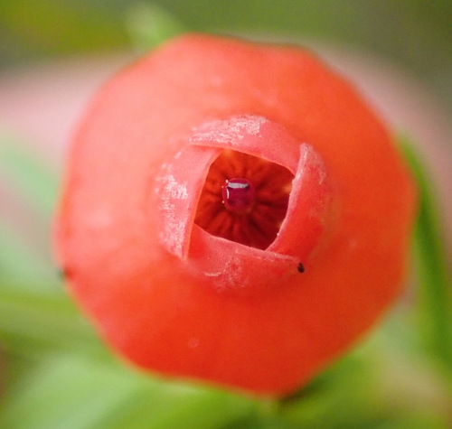 Image of Erica ardens by (c) Nicola van Berkel, some rights reserved (CC BY-SA)