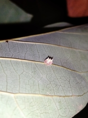 Mastophora leucacantha