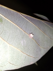 Mastophora leucacantha