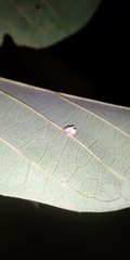 Mastophora leucacantha