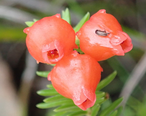 Image of Erica ardens by (c) Nicola van Berkel, some rights reserved (CC BY-SA)