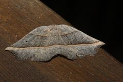 Metanema determinata