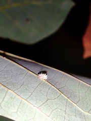 Mastophora leucacantha