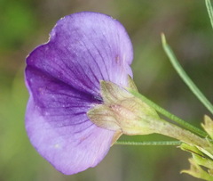 Psoralea laevigata