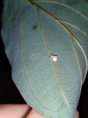 Mastophora leucacantha