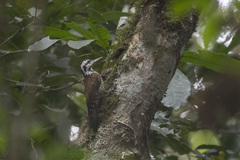 Chloropicus xantholophus