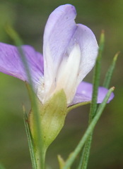 Psoralea laevigata