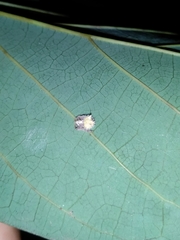 Mastophora leucacantha