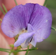 Psoralea laevigata