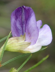 Psoralea laevigata
