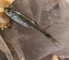 Leucaspius delineatus