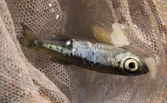 Leucaspius delineatus