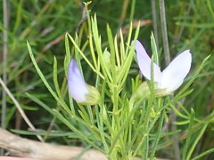 Psoralea laevigata