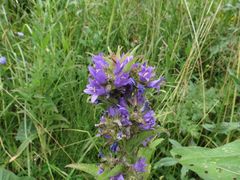 Campanula glomerata farinosa