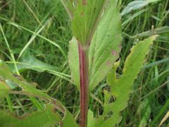 Campanula glomerata farinosa