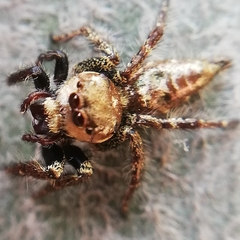Salticidae