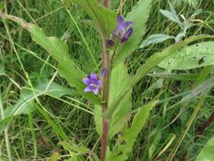 Campanula glomerata farinosa