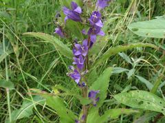 Campanula glomerata farinosa