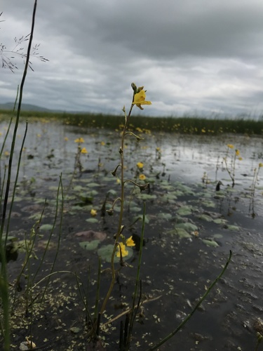 Utricularia macrorhiza iNat (2)