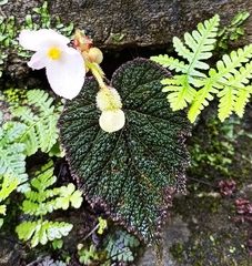 Begonia picta