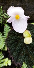 Begonia picta