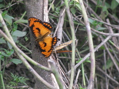 Byblia anvatara acheloia