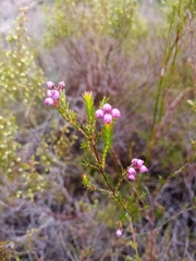Erica multumbellifera
