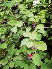 Amelanchier ovalis