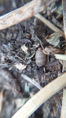 Multidentula ovularis