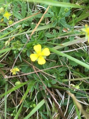 Potentilla anglica