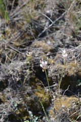 Allium inaequale