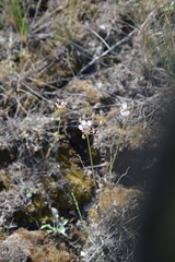 Allium inaequale