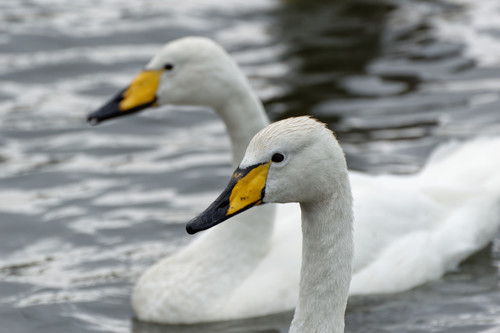 Cisne cantor (Cygnus cygnus)