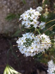 Dryopetalon runcinatum