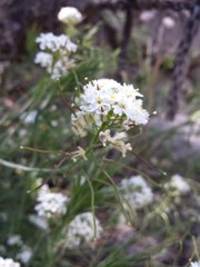 Dryopetalon runcinatum