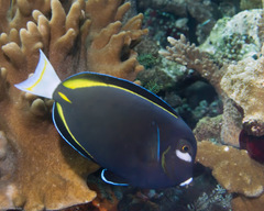 Acanthurus nigricans
