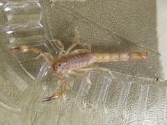 Mesomexovis subcristatus