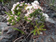 Agathosma serpyllacea
