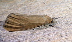 Virbia opella