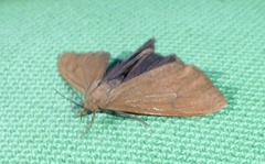Virbia opella